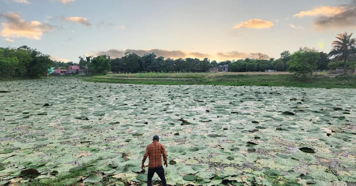 A Deep Dive into Cultivation, Harvesting, and Processing of the superfood of Mithila