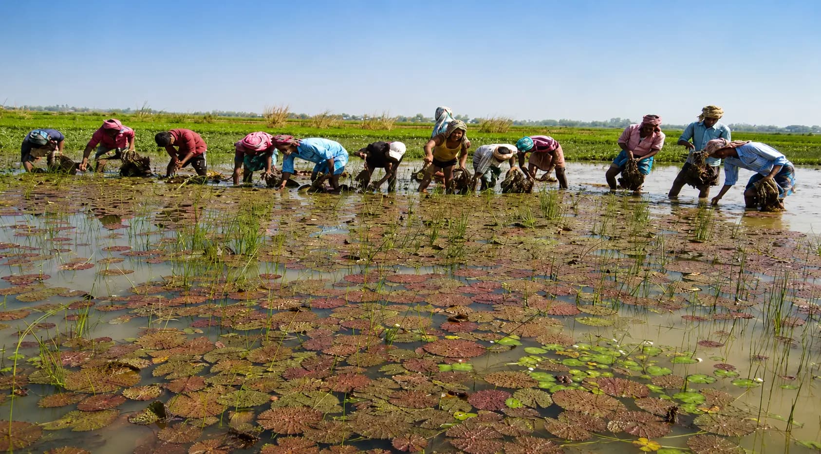 The Harvest Nobody Sees: Knee-Deep Mud, Zero Machines